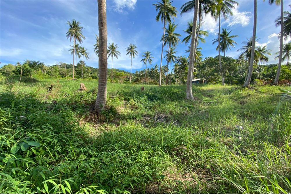 for sale in Surat Thani for rent house land